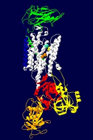 ATP1A3 gene